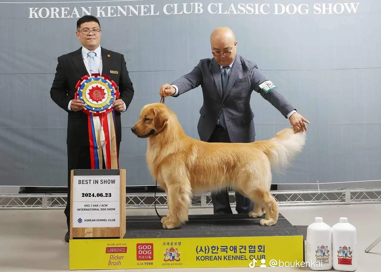 韓国愛犬協会KKC全犬種展に担当審査員として派遣されましたの...